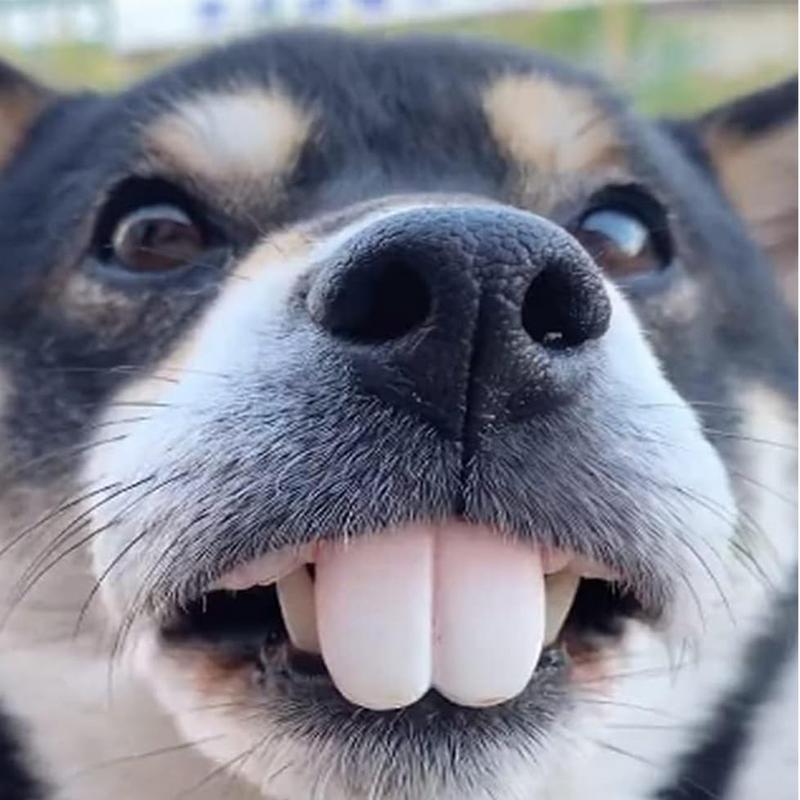 Pet CorgiDog sztuczne zęby zab – 3D Printing Tooth recenzja i cena