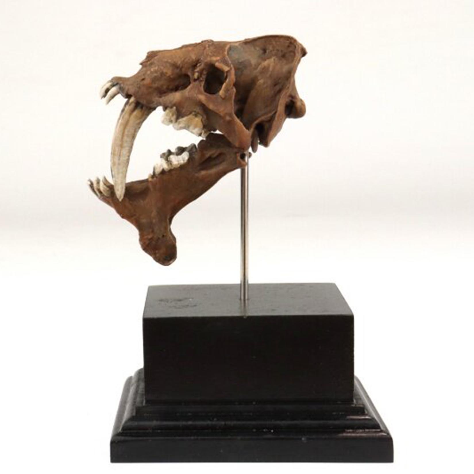 Model czaszki Smilodona, druko – 3D Printing Tooth recenzja i cena