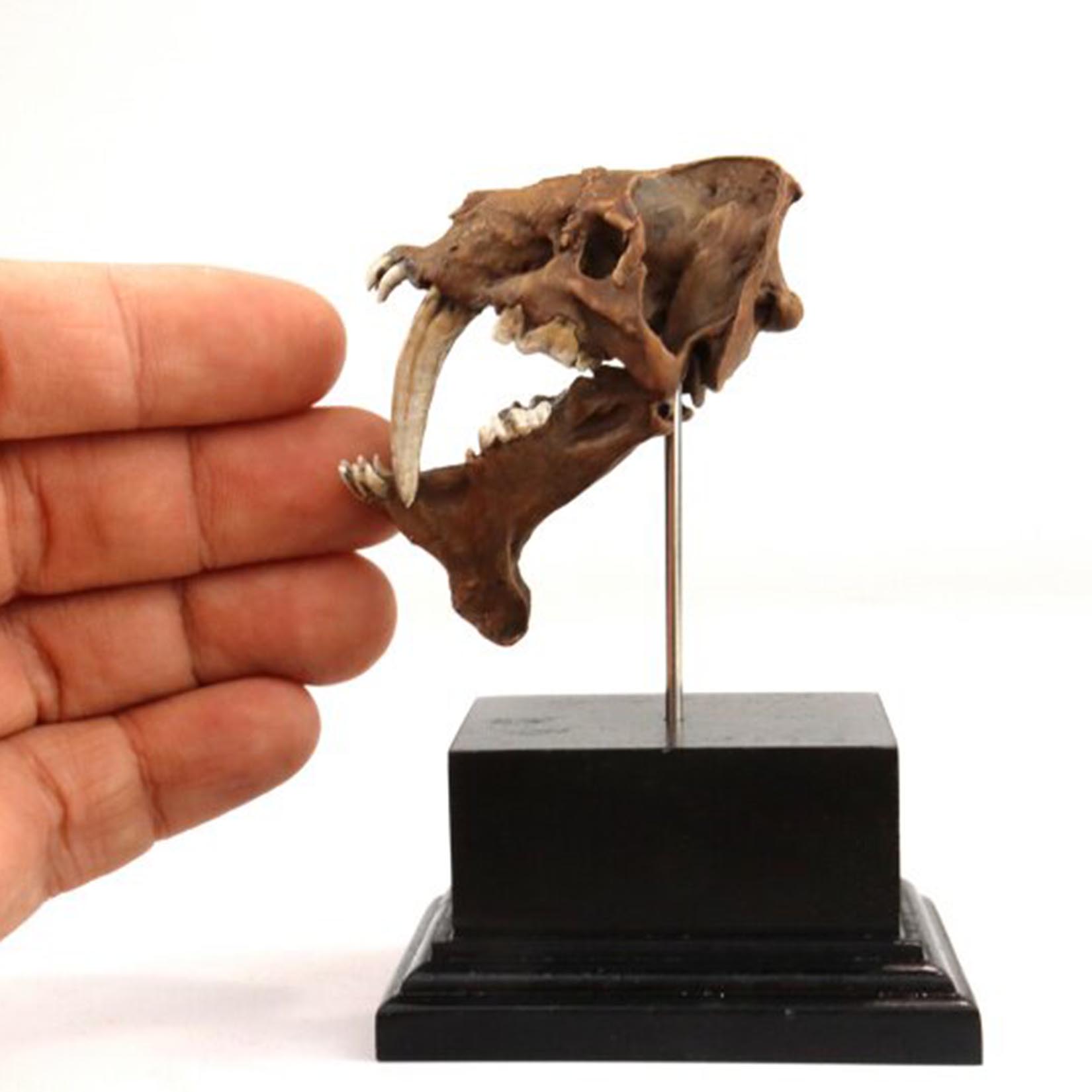 Model czaszki Smilodona, druko – 3D Printing Tooth recenzja i cena