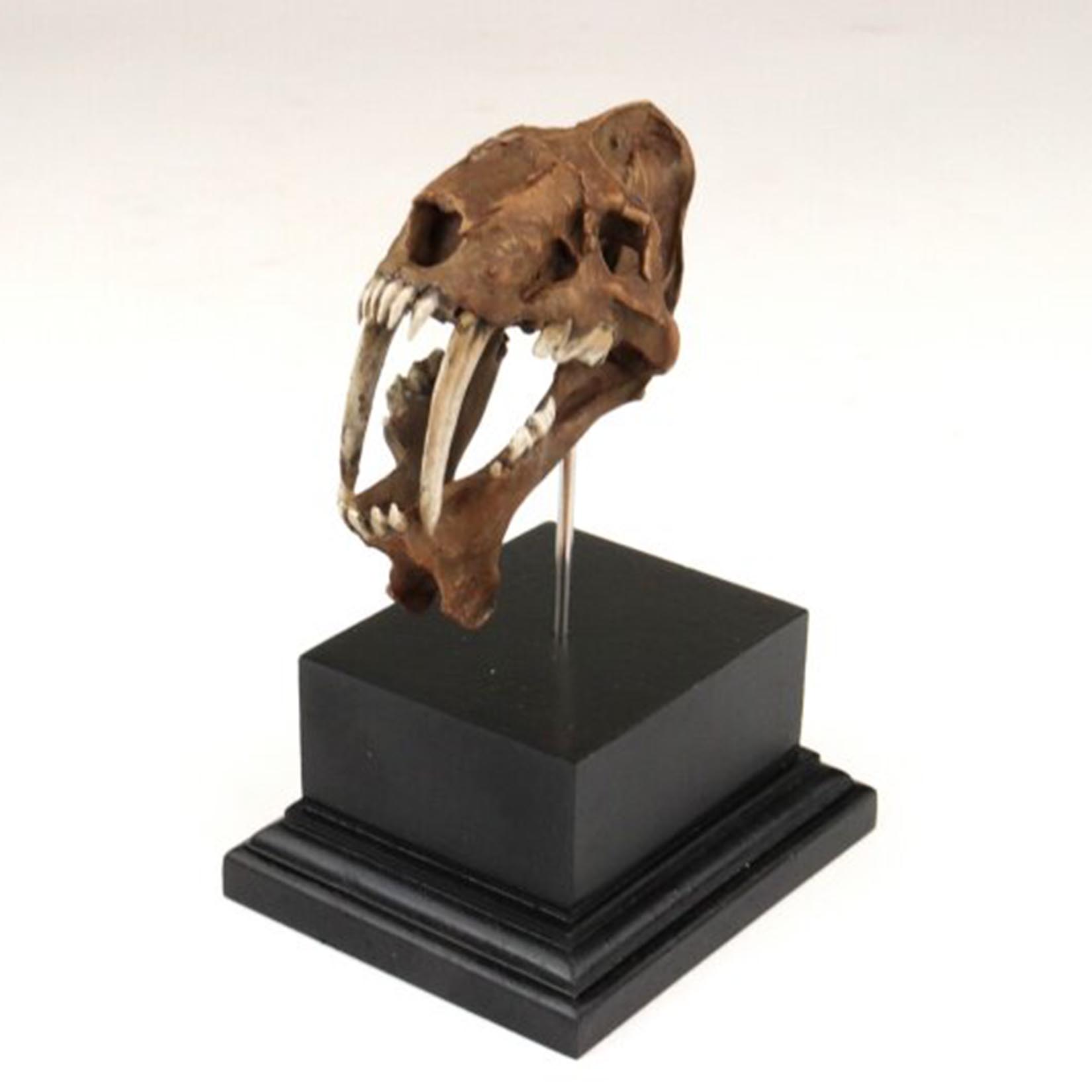 Model czaszki Smilodona, druko – 3D Printing Tooth recenzja i cena